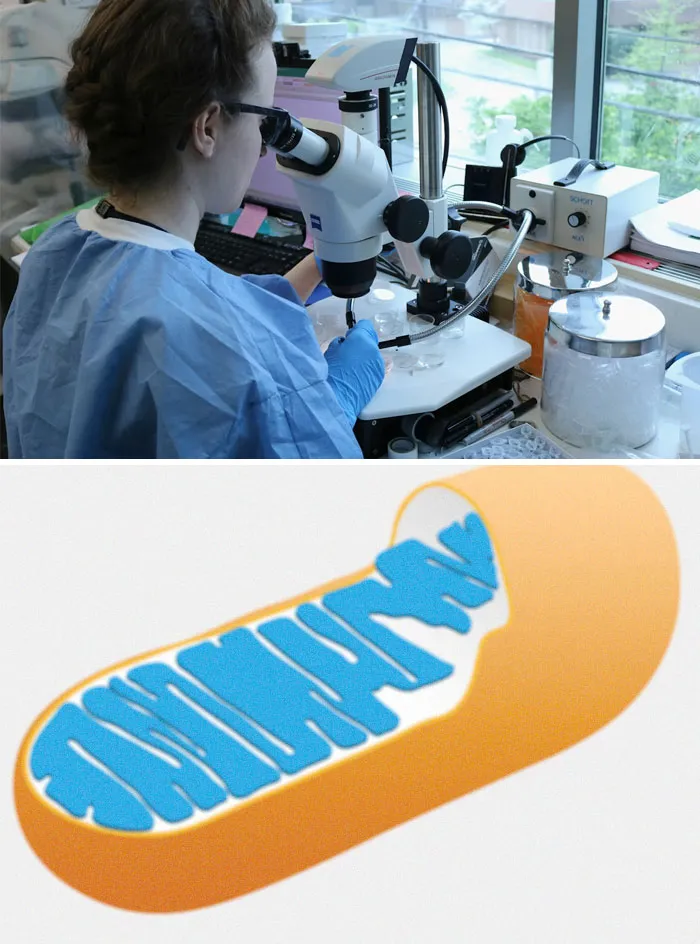 Scientist in a lab examining samples under a microscope alongside a graphic of a vaccine capsule representing medical facts.