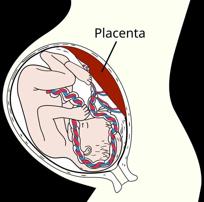 Illustration of a fetus inside the womb connected to the placenta showing medical facts that sound made up.