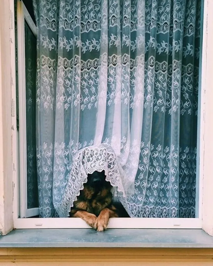 This Instagram Profile Shared 80 Sweet Dogs Looking Out From Windows