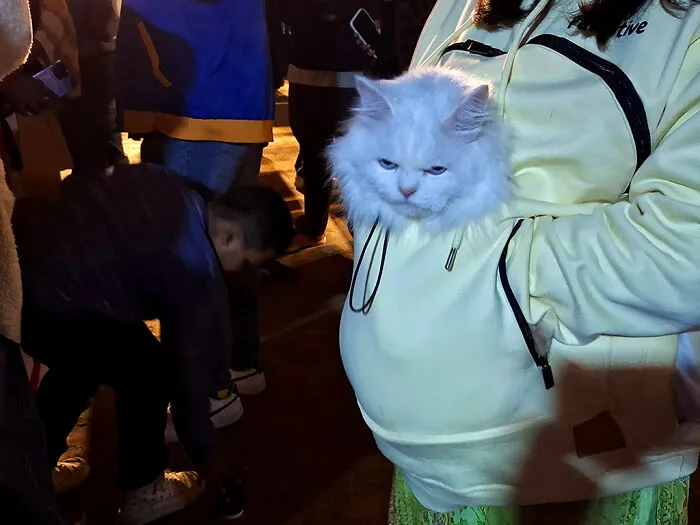 16 Adorable Moments I Captured At Paw Carnival 2026