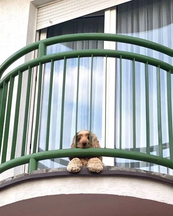 This Instagram Profile Shared 80 Sweet Dogs Looking Out From Windows