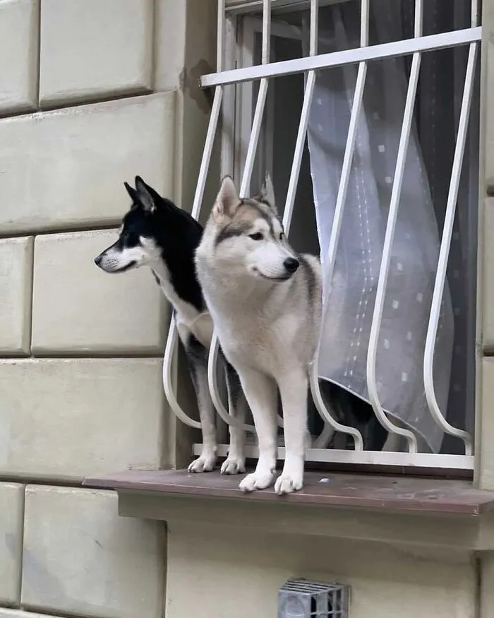 This Instagram Profile Shared 80 Sweet Dogs Looking Out From Windows