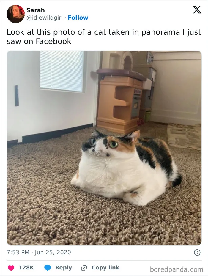 Mushy Cat