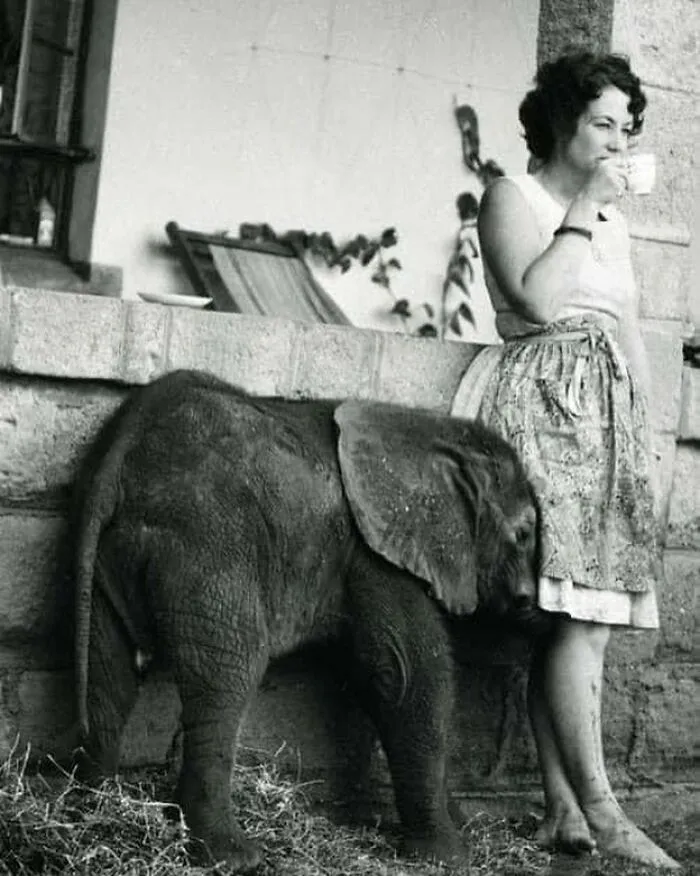 A Photo Of Dame Daphne Sheldrick In 1960, At The Orphan Elephant Sanctuary She Set Up In The 1950s, In The Karen District Of Nairobi, Kenya