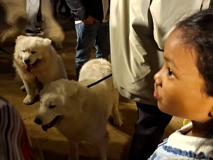 16 Adorable Moments I Captured At Paw Carnival 2026