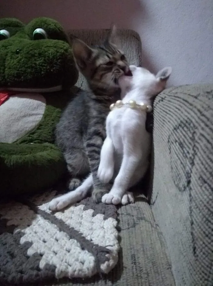 Two kittens playfully interacting on a couch, showing a hilarious moment caught on camera with a plush frog nearby.