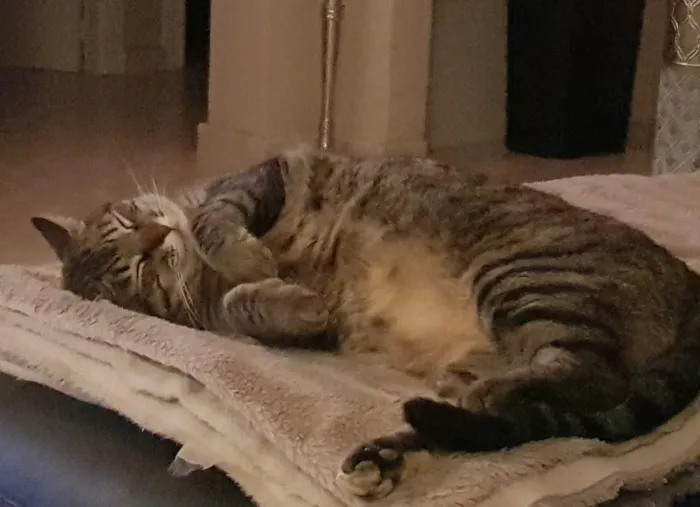 Master the Art of Napping
