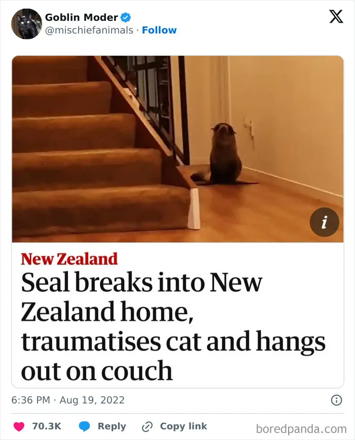 My Spirit Animal