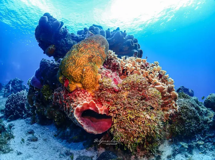 Mexico Is Home to the Second Largest Coral Reef In the World