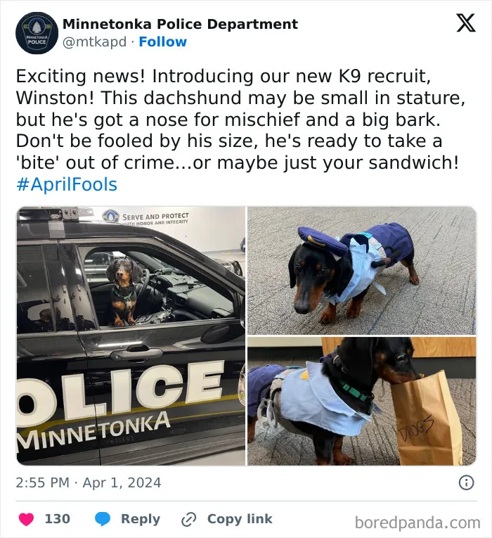 New Dog On The Job