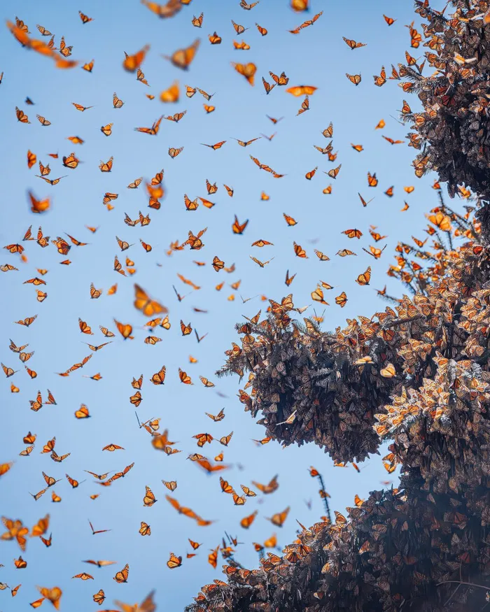 Millions of Butterflies Migrate to Mexico Every Year