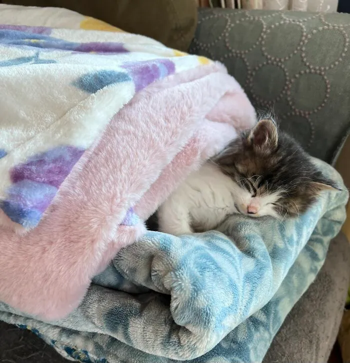Sleeping kitten wrapped in soft blankets, showcasing the natural comedic charm of cats in a cozy setting.