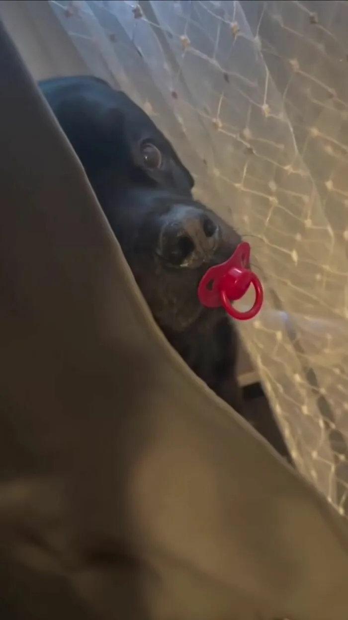 This Facebook Page Shares The Most Ridiculously Dog Photos To Help You De-Stress (40 Pics)