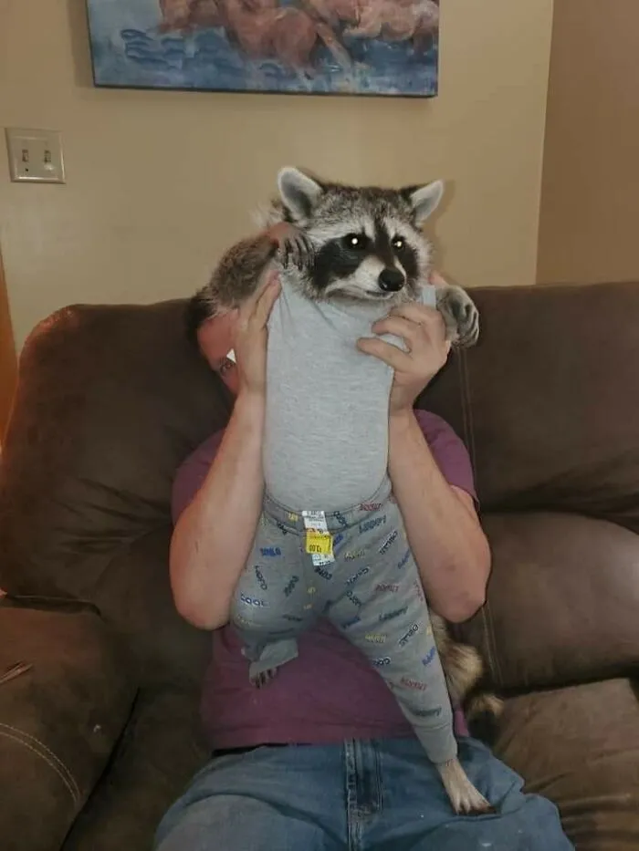 Man holding a raccoon dressed in human clothes, showcasing important animal images of sweet human-animal bonds.