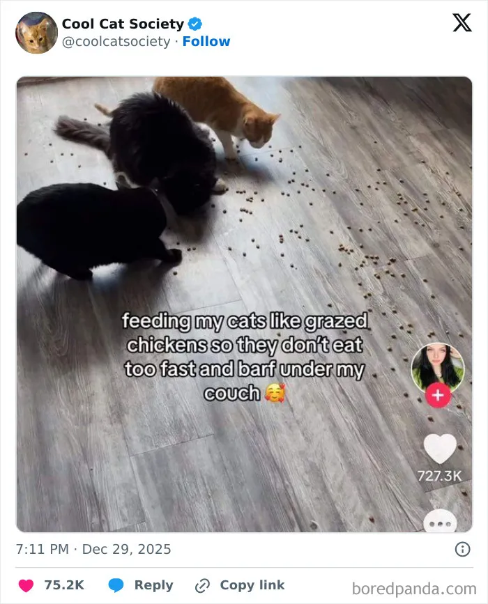 Three cats eating scattered food on a wooden floor in a funny scene showing how awesome cats are.