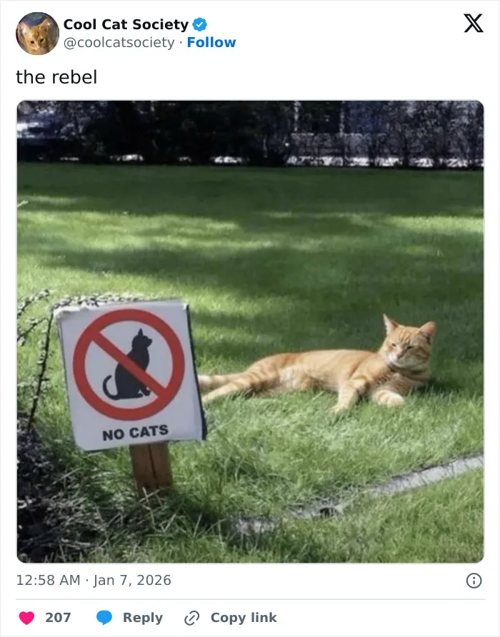 Orange cat lying on grass next to a no cats allowed sign, showcasing funny memes about how awesome cats are.