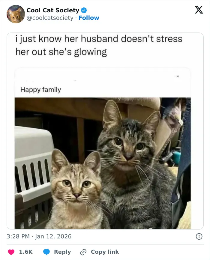 Two adorable tabby cats sitting together indoors, showcasing the charm of funny cat memes and awesome cats.