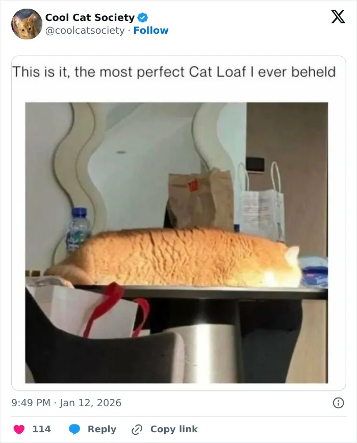 Orange cat loaf lying perfectly on a table with sunlight highlighting its fur, showcasing funny cat memes and cat awesomeness.