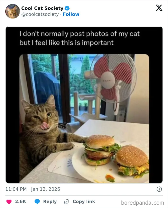 Tabby cat licking lips next to two burgers on a table, showcasing funny memes to remind you how awesome cats are.