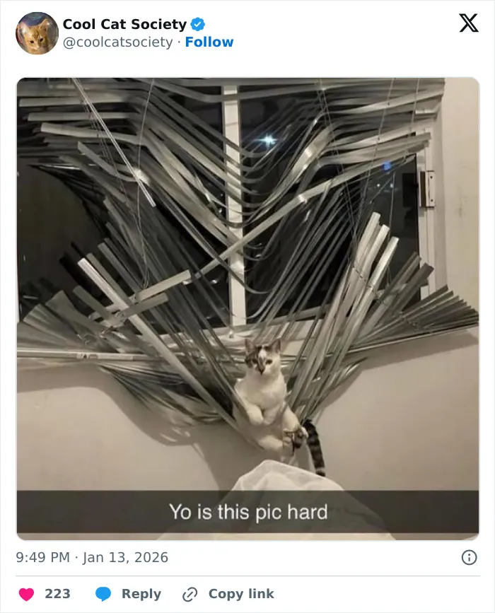 Cat tangled in broken window blinds sitting on a bed, funny meme highlighting how awesome cats are.