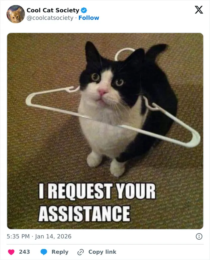 Black and white cat with a hanger around its neck sitting on carpet in a funny cat meme.