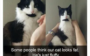 50 Times Cats Were So Ridiculous They Became Memes