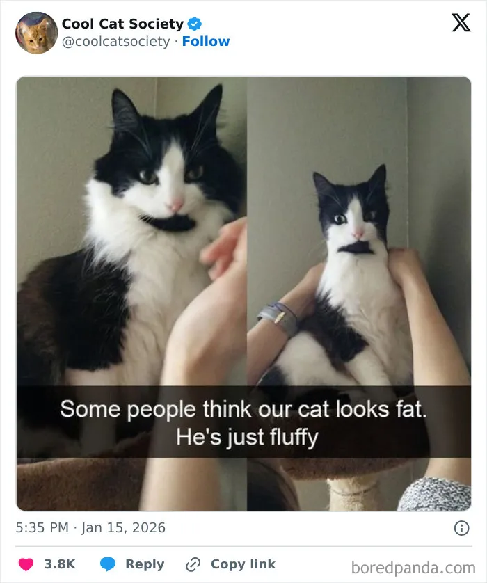 Cool-Cat-Society-Pics-Memes