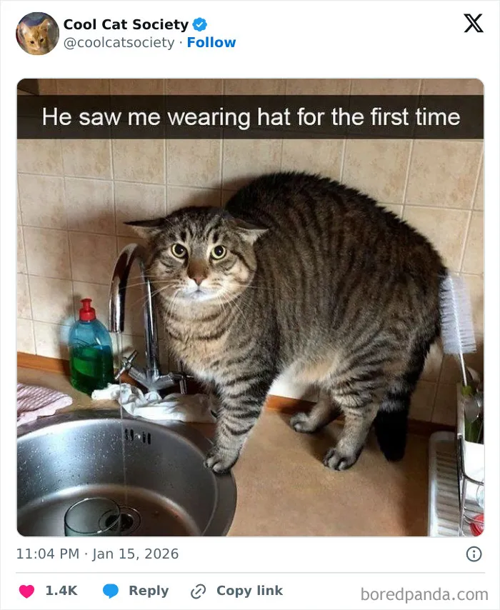 Tabby cat standing by kitchen sink looking surprised, a funny meme showcasing how awesome cats are.