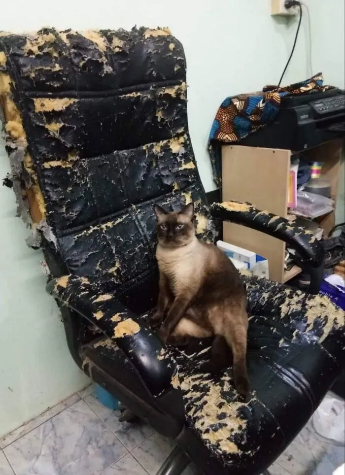 Cat sitting on a severely damaged office chair, showcasing one of the hilarious moments caught on camera involving animals.