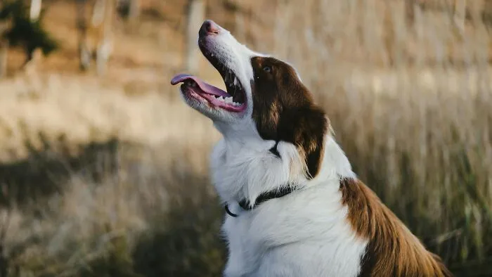 When my son (14M) was 8 years old, I got him a dog. He’s been a brilliant dog owner, and they’re basically best friends. My current wife is 12 weeks pregnant and has started acting weird around the dog. She recently expressed wanting to re-home the dog, because she’s afraid it might jump on her and hurt the baby. I think that’s completely unreasonable. The dog didn’t even do anything, and I don’t want to get rid of my son’s best friend. She’s saying I’m prioritizing a dog over a pregnant wife.