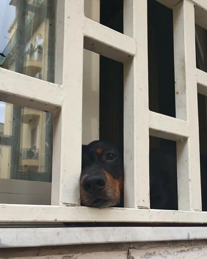 This Instagram Profile Shared 80 Sweet Dogs Looking Out From Windows