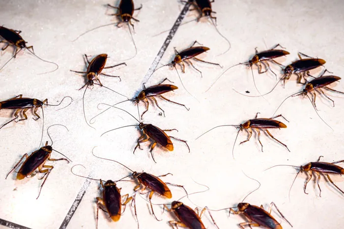 57 Times People Went To A Friend’s House And Instantly Realized “Oh… This Family Is Different”
