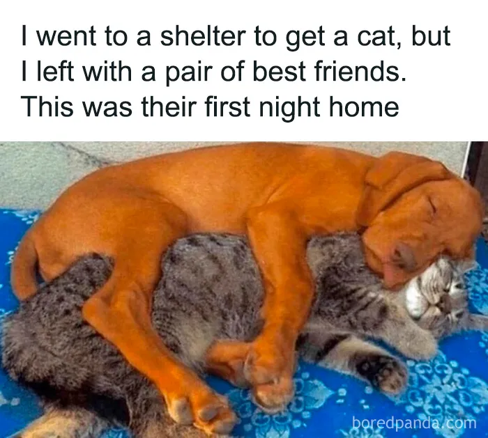 69 Funny Memes For Your Daily Dose Of Cute Animal Content (New Pics)