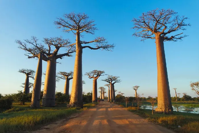 #18 Madagascar