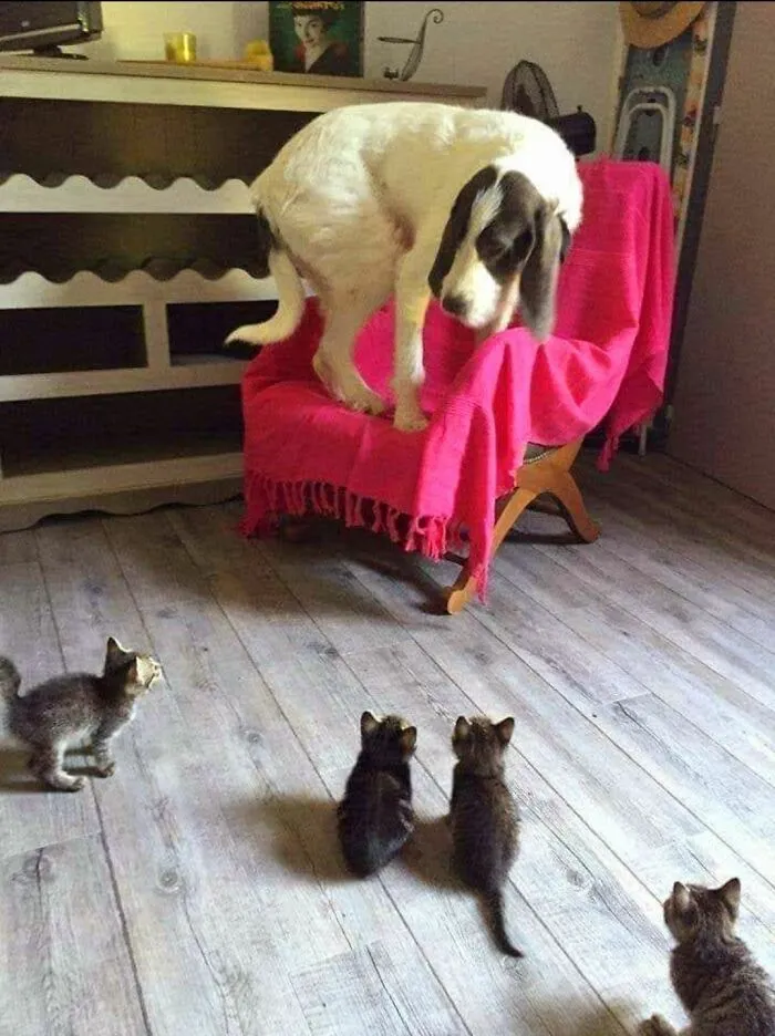 This Facebook Page Shares The Most Ridiculously Dog Photos To Help You De-Stress (40 Pics)