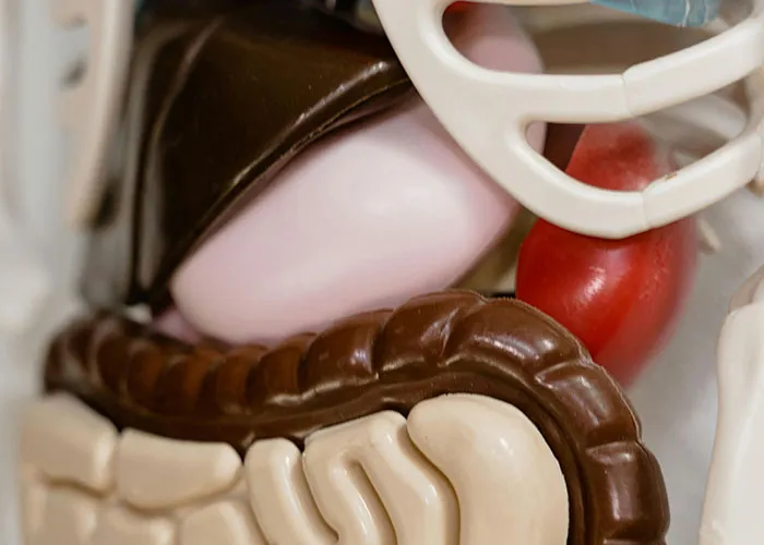 Close-up of a detailed anatomical model showing rare physiological traits of the human digestive system.