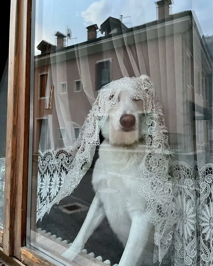 This Instagram Profile Shared 80 Sweet Dogs Looking Out From Windows