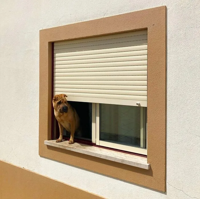 This Instagram Profile Shared 80 Sweet Dogs Looking Out From Windows
