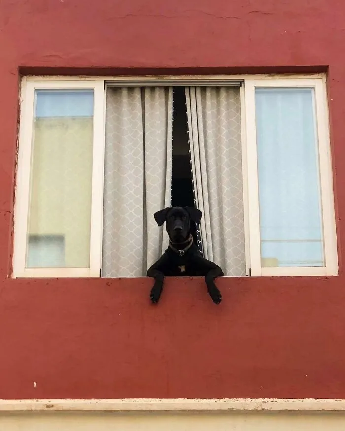 This Instagram Profile Shared 80 Sweet Dogs Looking Out From Windows