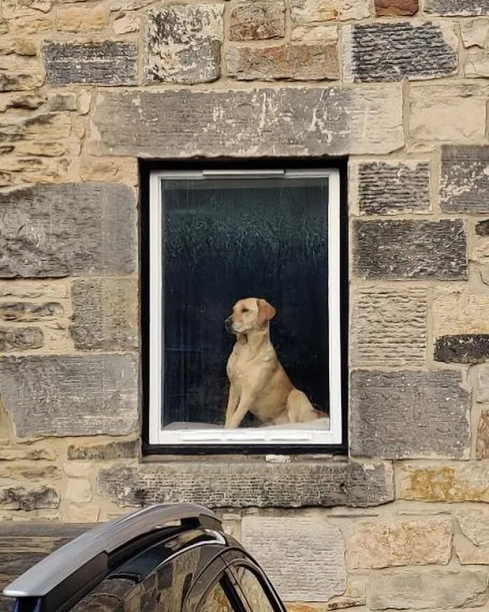 This Instagram Profile Shared 80 Sweet Dogs Looking Out From Windows