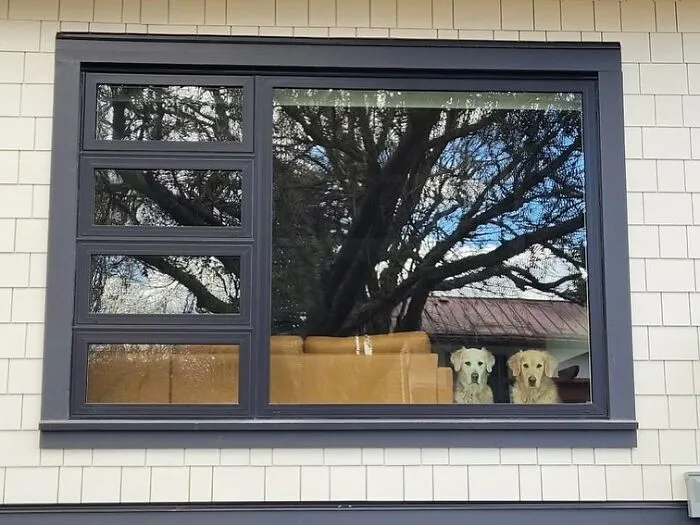 This Instagram Profile Shared 80 Sweet Dogs Looking Out From Windows