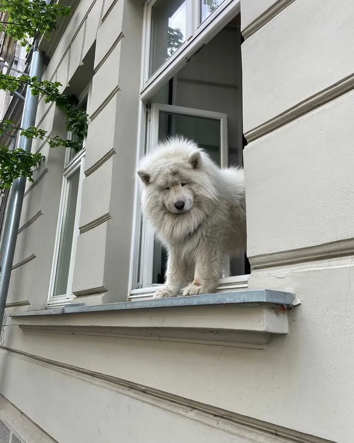This Instagram Profile Shared 80 Sweet Dogs Looking Out From Windows