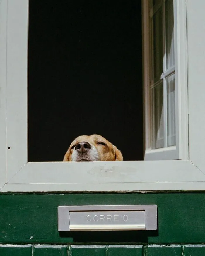 This Instagram Profile Shared 80 Sweet Dogs Looking Out From Windows