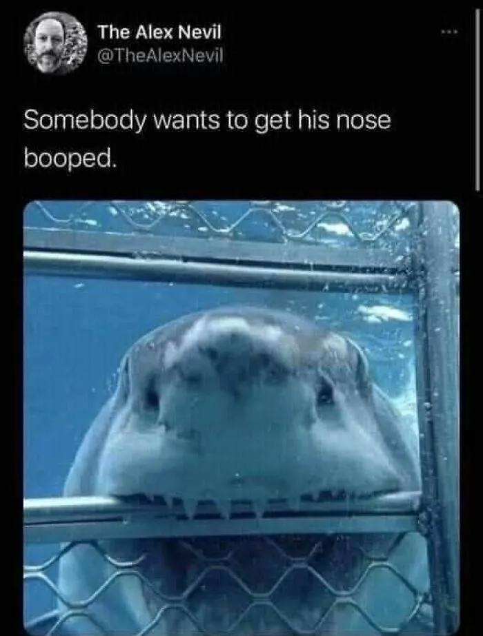 Funny meme of a shark behind a cage underwater, captioned about wanting a nose booped for energy-lacking moments.