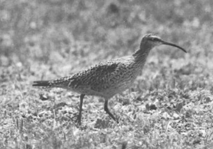The Eskimo Curlew