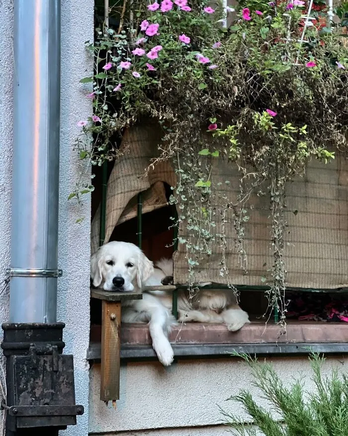 This Instagram Profile Shared 80 Sweet Dogs Looking Out From Windows