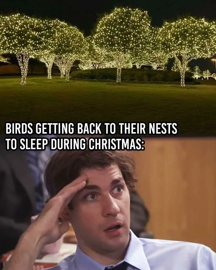 Scene from The Office with Jim looking confused, paired with humorous text about birds struggling to sleep during Christmas lights.