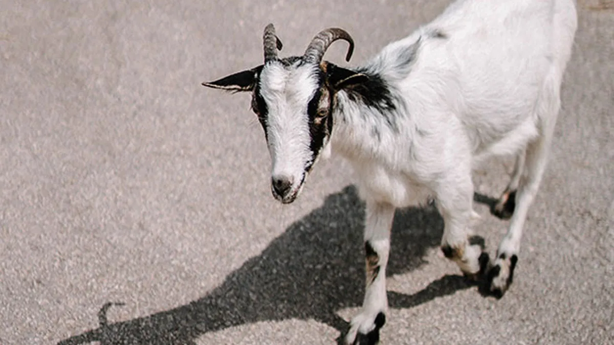 53 Of The Most Bizarre Things People Have Seen Or Experienced In Their Lives