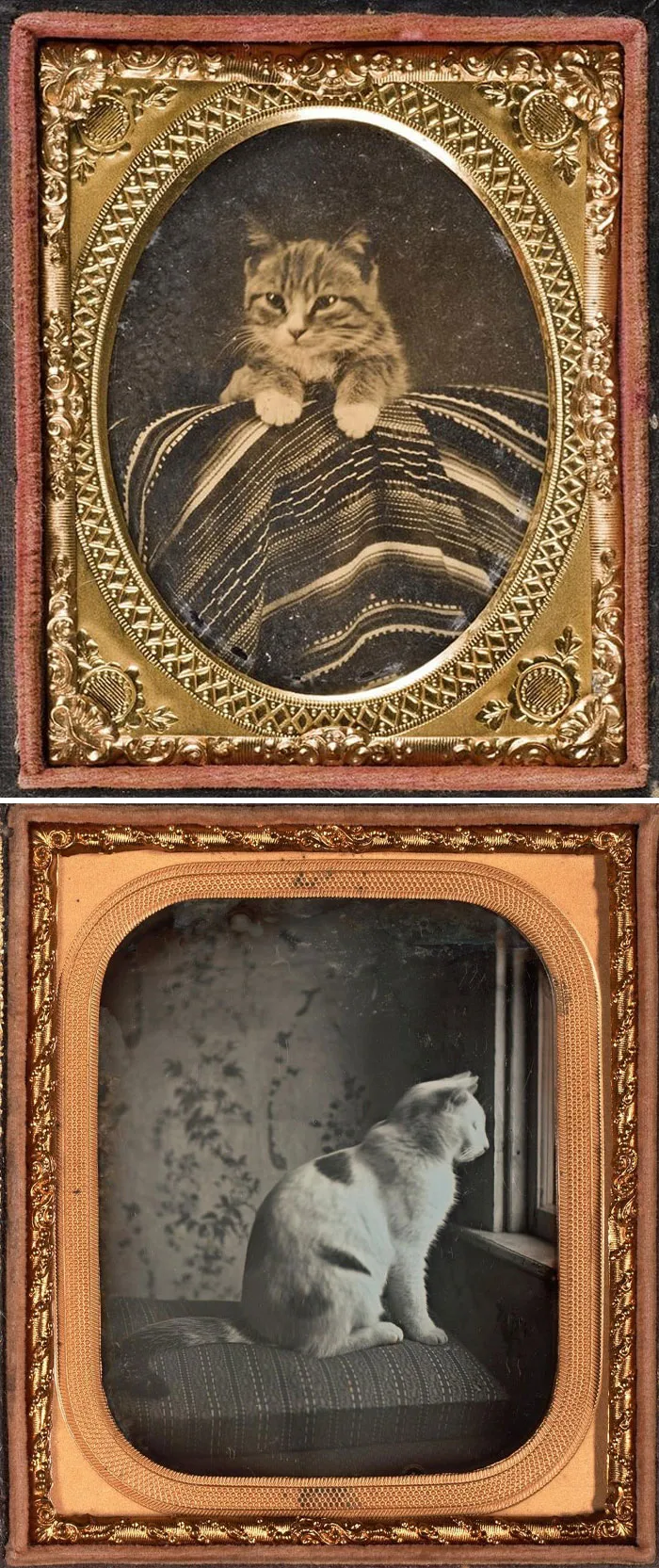Tabby And Dixie, The Two Kittens Gifted By Secretary Of State William Steward To Abraham Lincoln, Newly Elected President At The Time, In August Of 1861