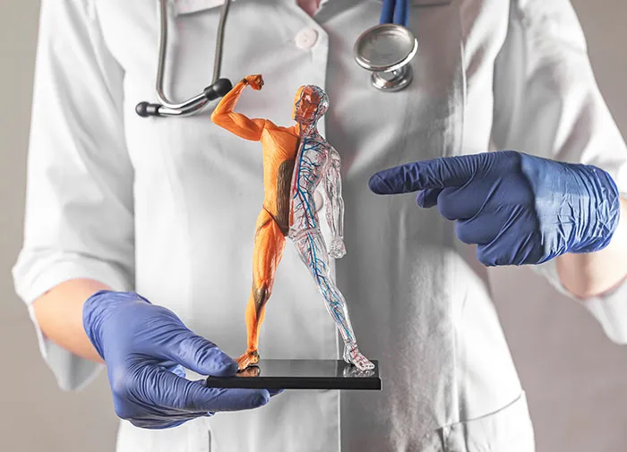 Medical professional wearing gloves and white coat holding and pointing at an anatomical model of the male body.